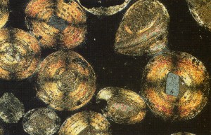 Ooids in cross-polarised light, no scale I'm afraid