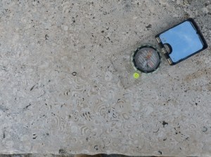 Stromatoporids in Bench Seat