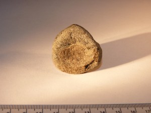 Scelidosaurus Vertebra